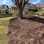 A tree with mulch around its base in a suburban backyard with a fence grass and houses in the background
